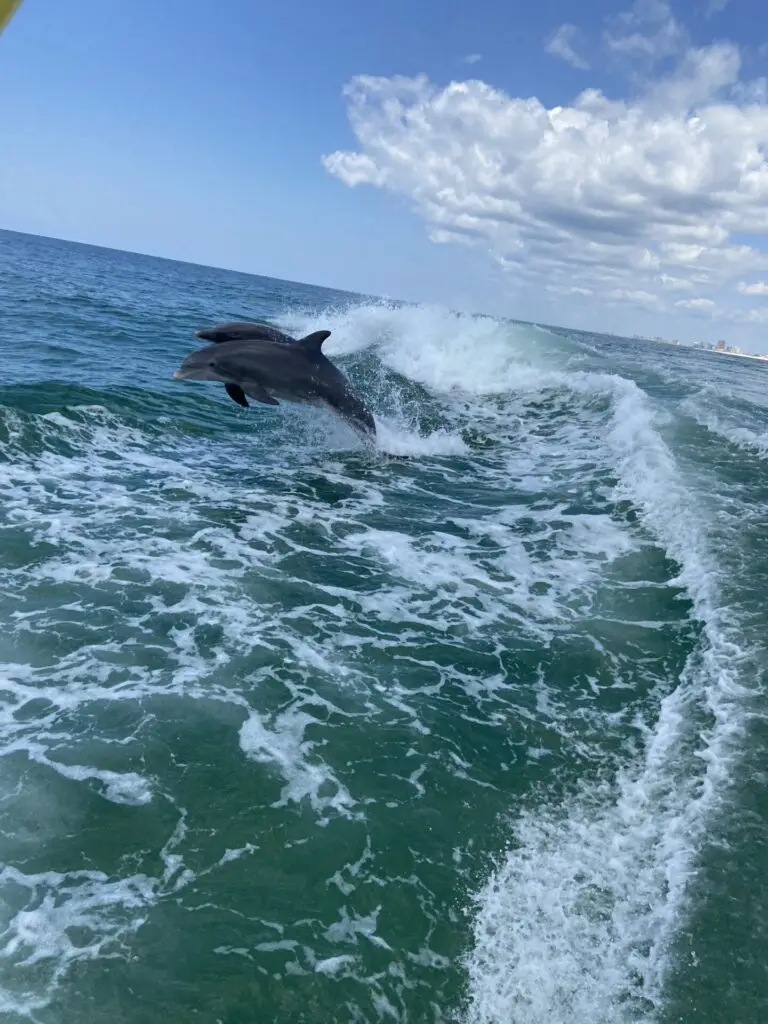 orange beach alabama things to do:  take a dolphin tour